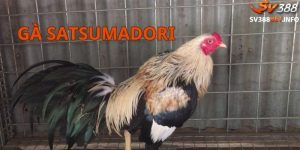 Nguồn gốc ban đầu của gà Satsumadori